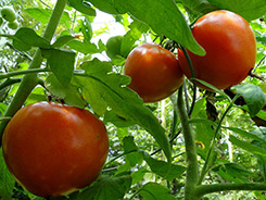 Tomato Plant Photo